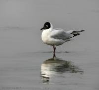 thumb_Andean Gull